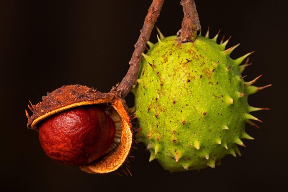 Aliments qui renforcent la santé des cheveux crépus