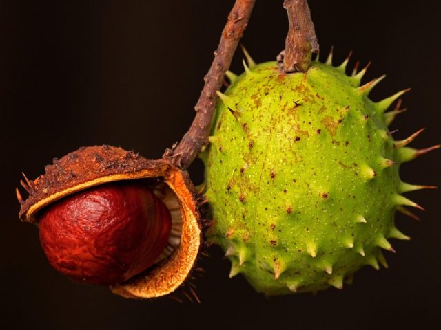 Aliments qui renforcent la santé des cheveux crépus