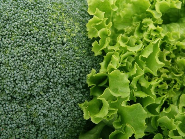 Les légumes verts à privilégier en septembre pour votre santé