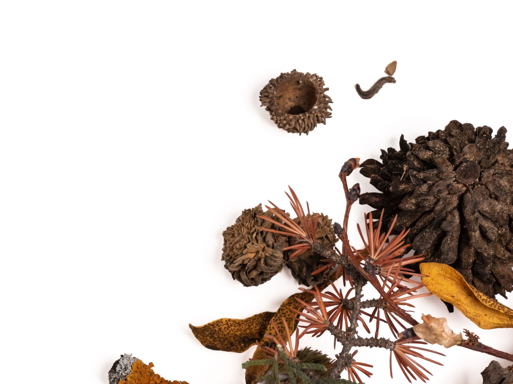 Comparatif huiles ricin, jojoba et avocat pour puffs