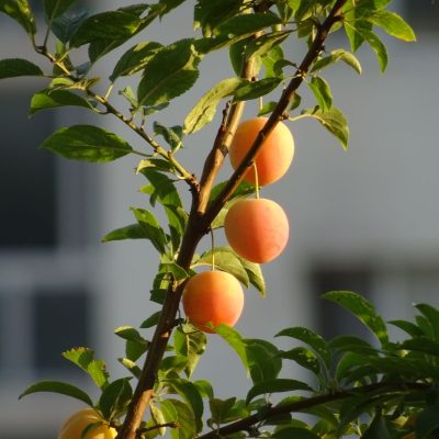 Dès maintenant, ce sérum prétend enrayer la chute des cheveux crépus