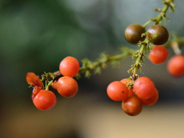 Peptides de pois : la solution naturelle pour vos cheveux crépus